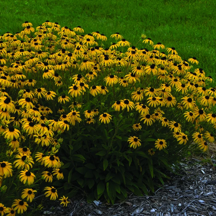 American Gold Rush Rudbeckia American Gold Rush Rudbeckia -Jung Seed Company 13971