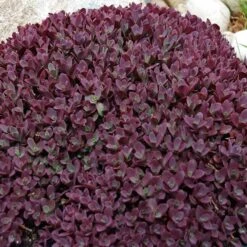 Sunsparkler&reg; Firecracker Sedum