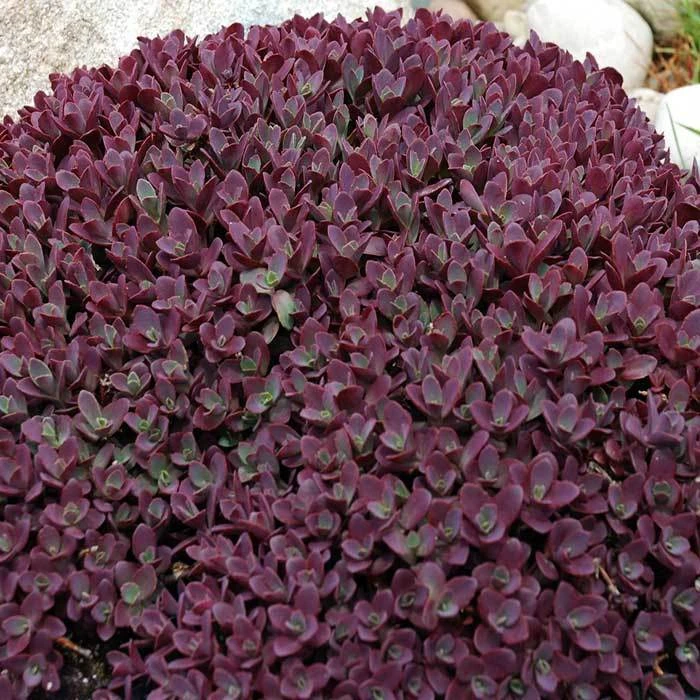 Sunsparkler® Firecracker Sedum Sunsparkler® Firecracker Sedum -Jung Seed Company 14171