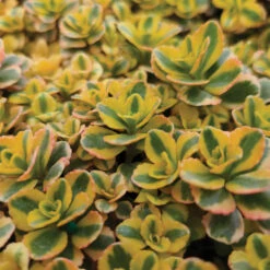 What A Doozie Sedum