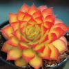 Chick Charms&reg; Gold Sempervivum