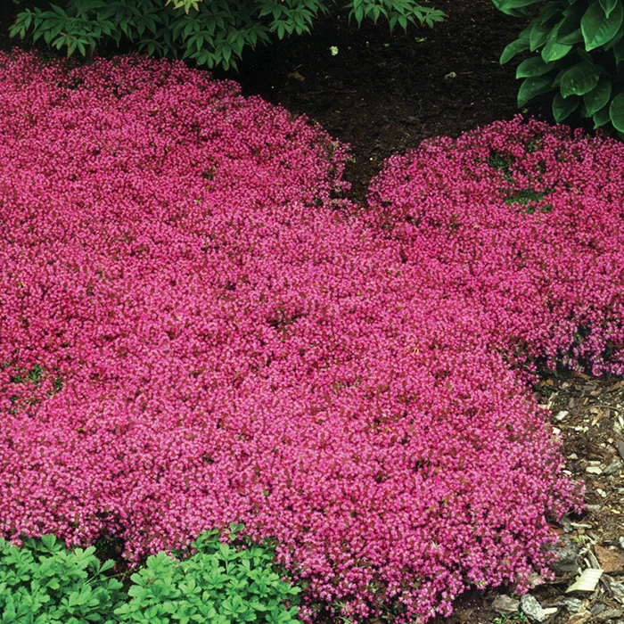 Creeping Thyme Creeping Thyme -Jung Seed Company 14393