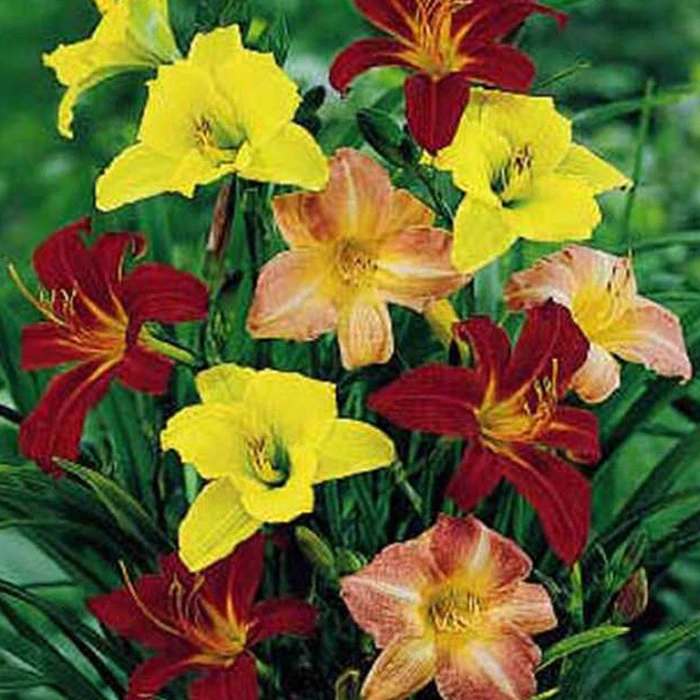 Mini Daylily Mix Mini Daylily Mix -Jung Seed Company 15490