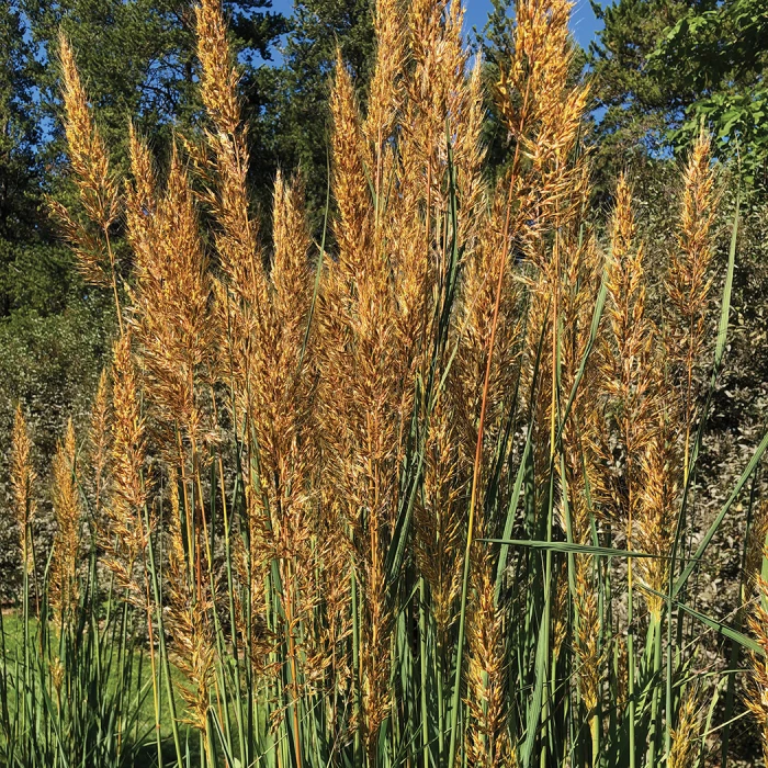 Golden Sunset™ Yellow Prairie Grass Golden Sunset™ Yellow Prairie Grass -Jung Seed Company 17179
