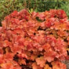 Northern Exposure&trade; Amber Heuchera