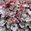 Northern Exposure&trade; Silver Heuchera