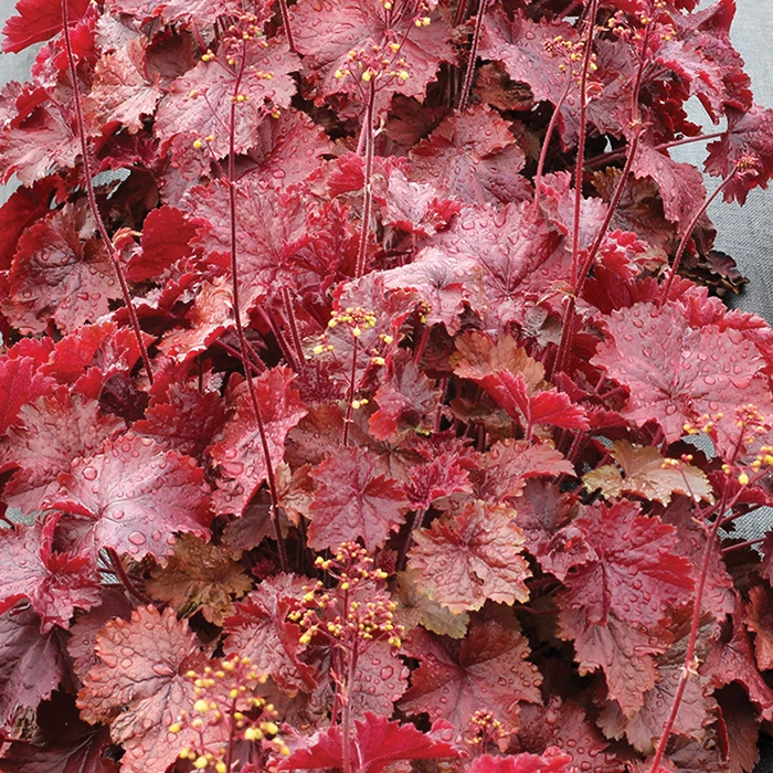 Northern Exposure™ Red Heuchera Northern Exposure™ Red Heuchera -Jung Seed Company 17204a