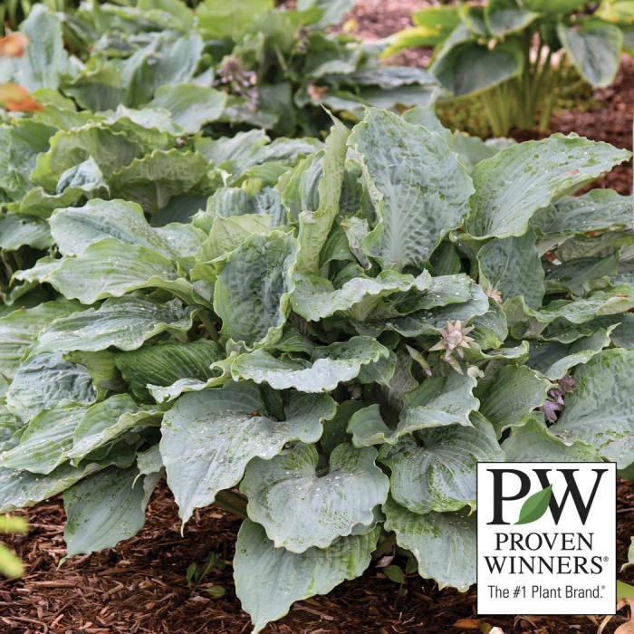 Diamond Lake Hosta Diamond Lake Hosta -Jung Seed Company 17426 PW