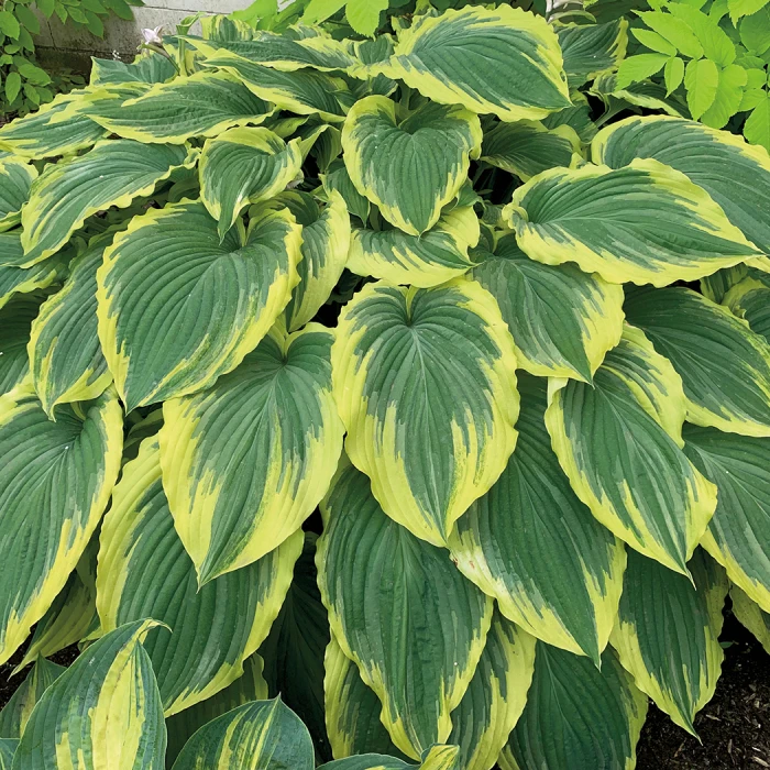 Drop-Dead Gorgeous Hosta Drop-Dead Gorgeous Hosta -Jung Seed Company 17428