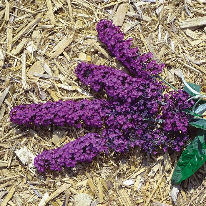 Royal Red Butterfly Bush Royal Red Butterfly Bush -Jung Seed Company 20194