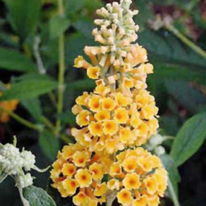 Honeycomb Butterfly Bush Honeycomb Butterfly Bush -Jung Seed Company 20195