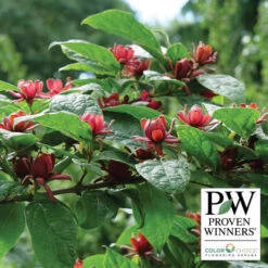 Simply Scentsational&reg; Sweetshrub