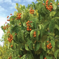 Autumn Revolution&trade; Bittersweet