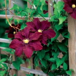 Midnight Showers Clematis