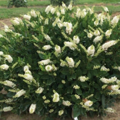 Sugartina&reg; Crystalina Summersweet