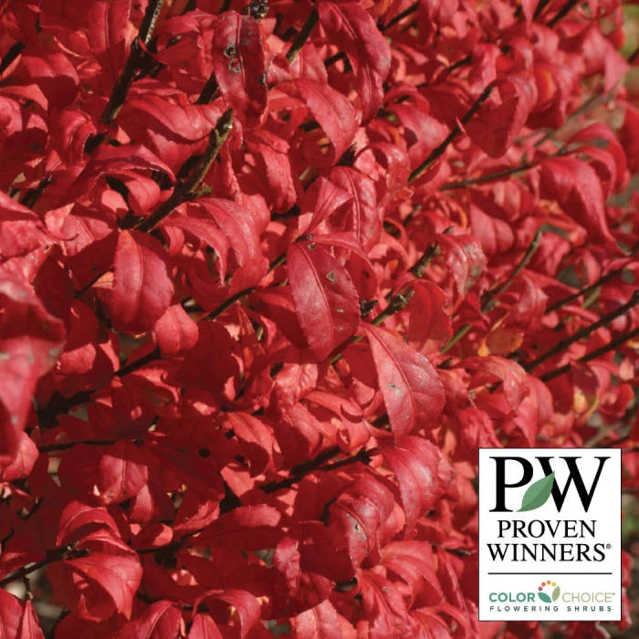 Fire Ball® Burning Bush Fire Ball® Burning Bush -Jung Seed Company 20439 PW