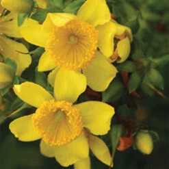 Sunny Boulevard&reg; St John's Wort