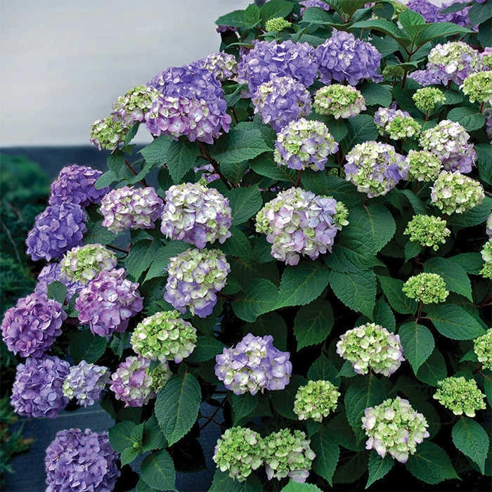 BloomStruck® Hydrangea BloomStruck® Hydrangea -Jung Seed Company 20510