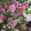 Strawberry Sundae&reg; Hydrangea