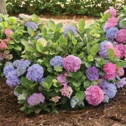 La Dreamin'&reg; Hydrangea