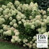 Little Lime&reg; Hydrangea