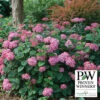 Invincibelle&reg; Ruby Hydrangea