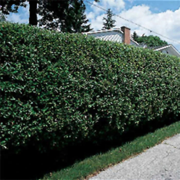 Hardy Cheyenne Privet Hardy Cheyenne Privet -Jung Seed Company 20586