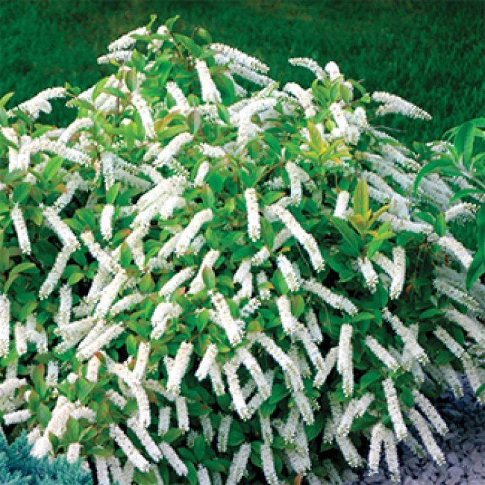 Little Henry® Sweetspire Little Henry® Sweetspire -Jung Seed Company 20587