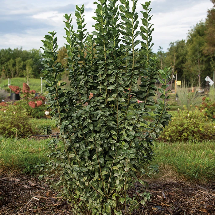 Straight Talk® Privet Straight Talk® Privet -Jung Seed Company 20590