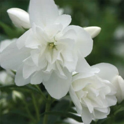 Snow Dwarf Mock Orange