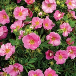 Happy Face&reg; Pink Paradise Potentilla