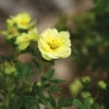 Lemon Meringue&trade; Potentilla