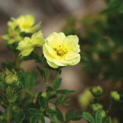 Lemon Meringue&trade; Potentilla