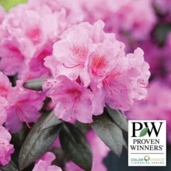 Black Hat&reg; Rhododendron