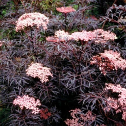 Black Lace&reg; Sambucus