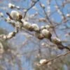 Giant Flowered Pussy Willow Shrub