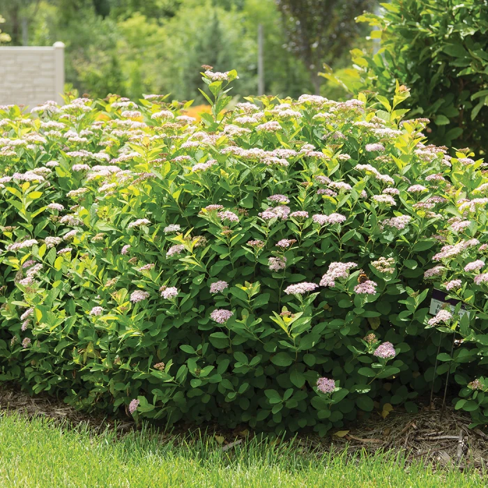 Pink Sparkler™ Spirea Pink Sparkler™ Spirea -Jung Seed Company 20907