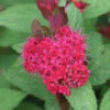 Double Play Doozie&reg; Spirea