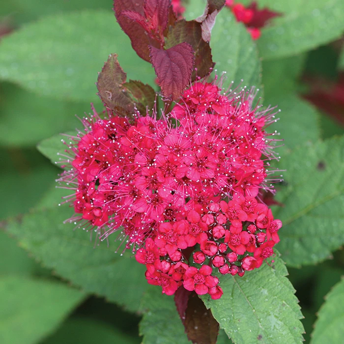 Double Play Doozie® Spirea Double Play Doozie® Spirea -Jung Seed Company 20915