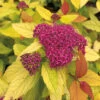 Double Play&reg; Candy Corn&reg; Spirea