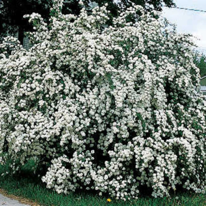 Bridal Wreath Spirea Bridal Wreath Spirea -Jung Seed Company 20958