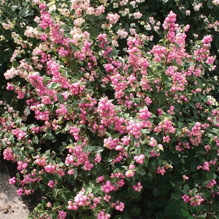 Candy Coralberry™ Candy Coralberry™ -Jung Seed Company 20965