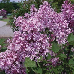 Josee Dwarf Reblooming Lilac