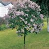 Canada Gem Lilac Tree