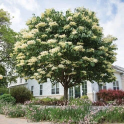 Snowdance&trade; Japanese Tree Lilac