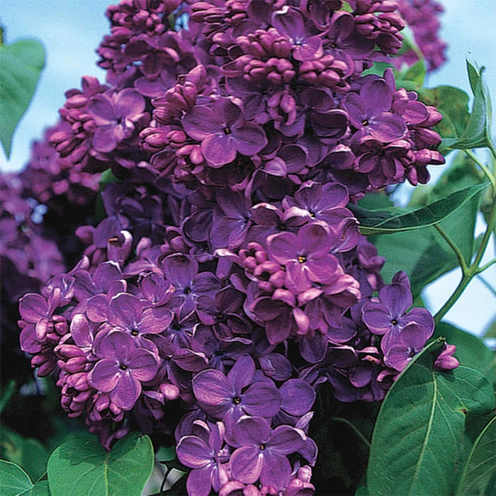Yankee Doodle French Lilac Yankee Doodle French Lilac -Jung Seed Company 21092