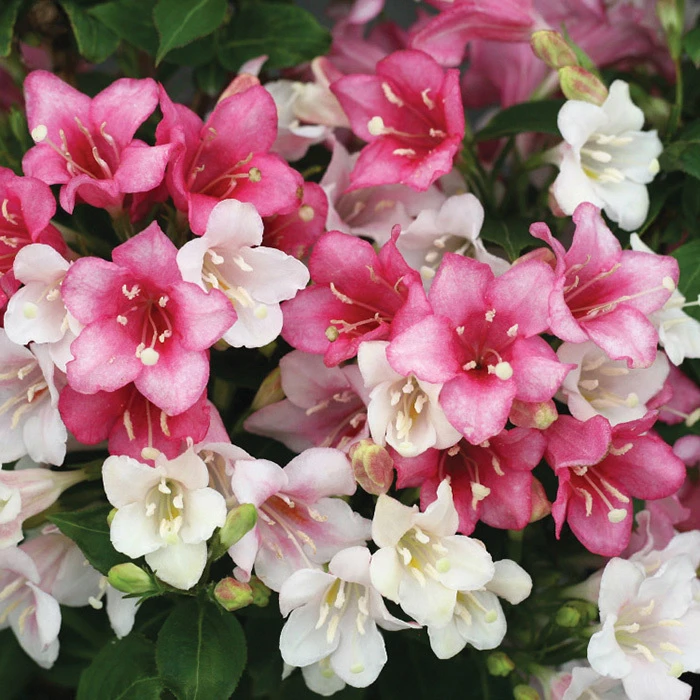 Czechmark Trilogy® Weigela Czechmark Trilogy® Weigela -Jung Seed Company 21195