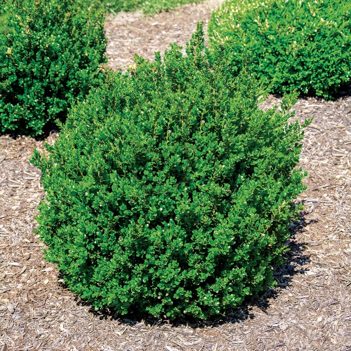 Little Missy Boxwood Little Missy Boxwood -Jung Seed Company 21428