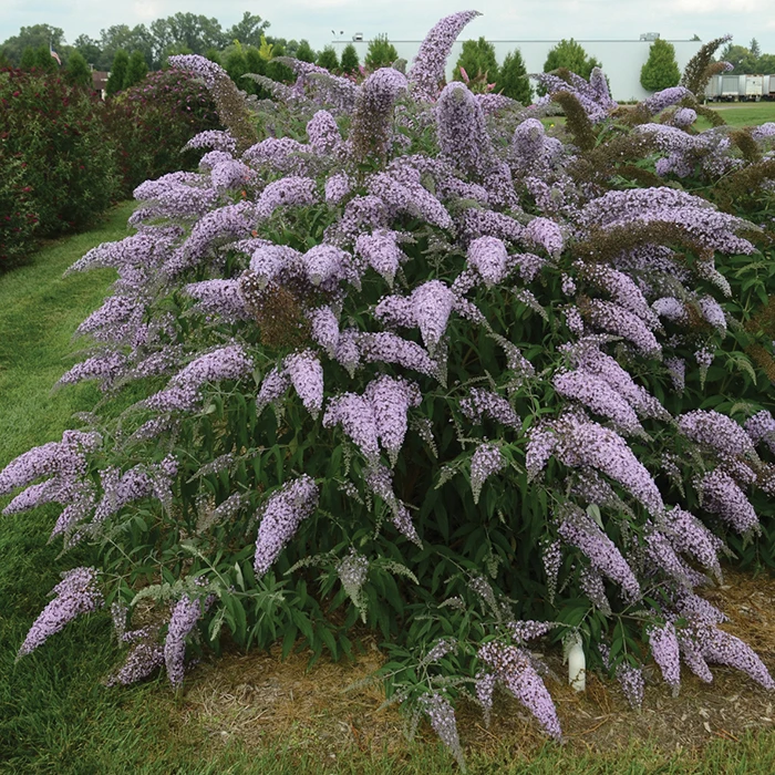 Grand Cascade Butterfly Bush Grand Cascade Butterfly Bush -Jung Seed Company 21442