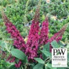 Lo & Behold Ruby Chip&reg; Butterfly Bush